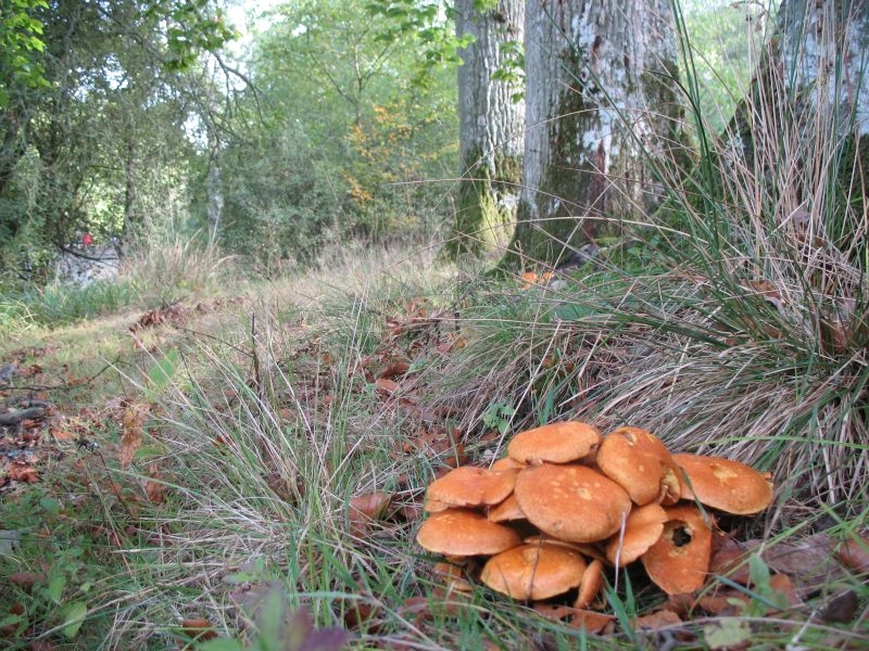 2006 10 Myco Etang d'Or 14